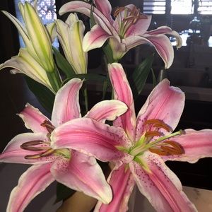 Meet your Posher, Gina